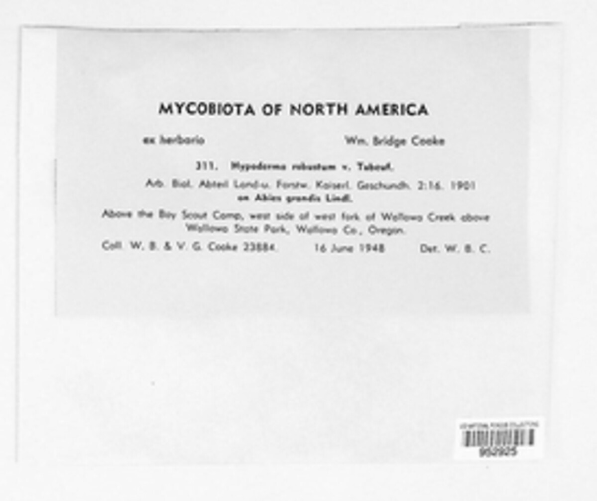 Virgella robusta image